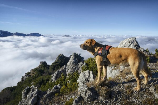 Pies na wysokiej górze patrzy na chmury