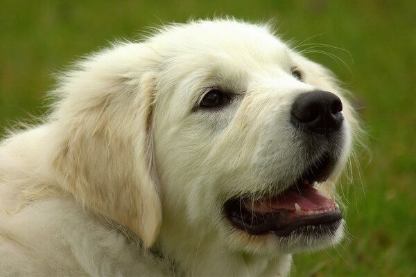 Golden Retriever looks into the distance