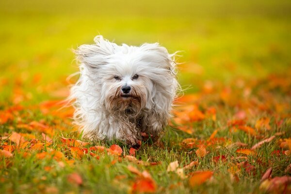 A shaggy dog runs through the grass