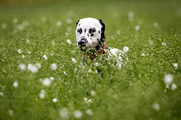 Dalmatian dog in the grass wallpaper