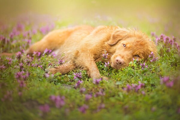 Chien roux au repos dans la Prairie en fleurs