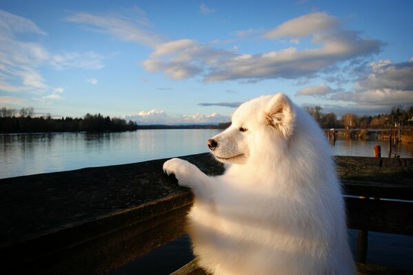 An observer of the water surface of the dog river