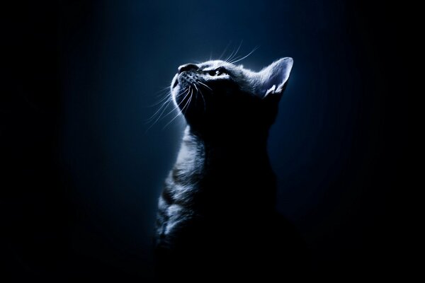 A cat in the glare of moonlight