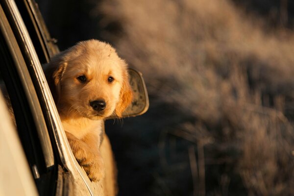 A red-haired puppy looks out of the car