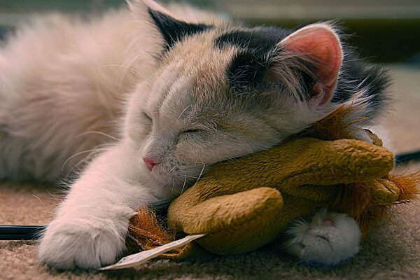 Mignon chaton dort sur un jouet en peluche