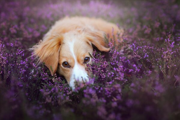 Cachorro en un campo de flores moradas