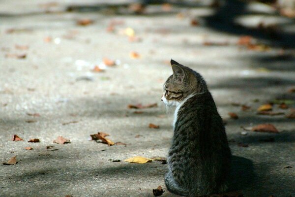 Pequeño gatito sentado en medio de la calle