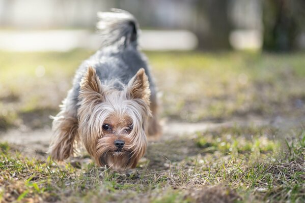 Der verspielte Terrier geht gerne spazieren