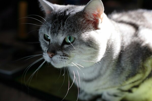 A gray cat with a mustache looks into the distance