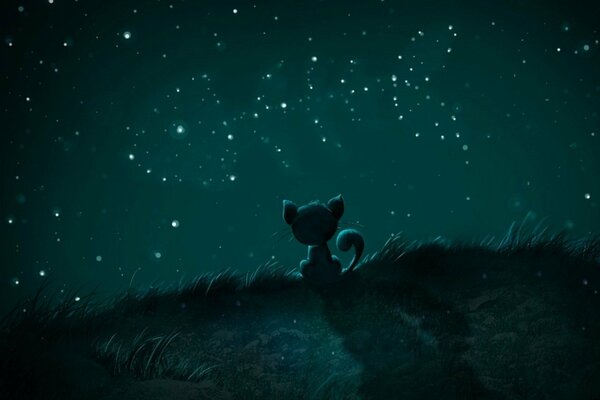 A little kitten looks at the night starry sky