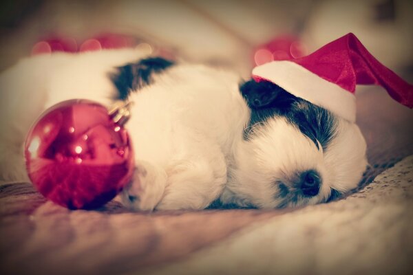 Sleeping puppy new year wallpaper