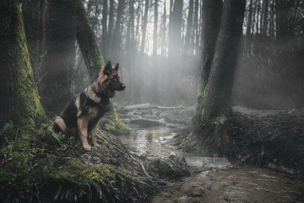 Hermoso perro pastor en el bosque de niebla con los rayos del sol
