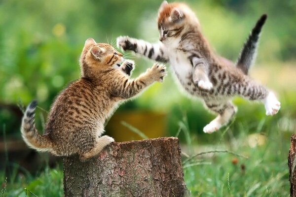 Two little kittens playing on a tree stump