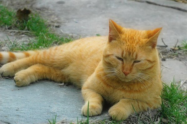 A red-haired cat is napping on the asphalt