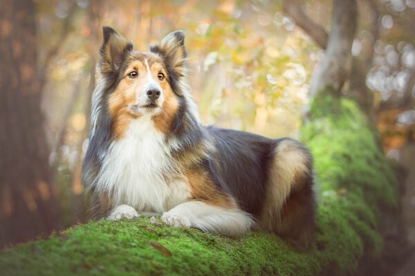 Chien Collie sur l arbre. Portrait