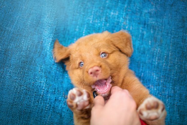 Szczeniak newshotland retriever na niebieskim tle