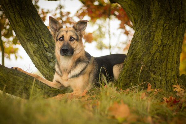 The look of a dog at a tree. German Shepherd