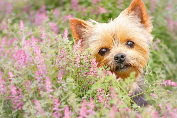 Yorkshire Terrier um Blumen schaut in die Kamera