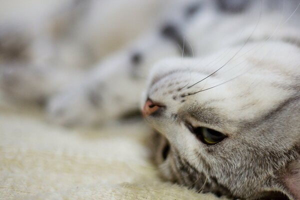 Gato rayado con bigote largo