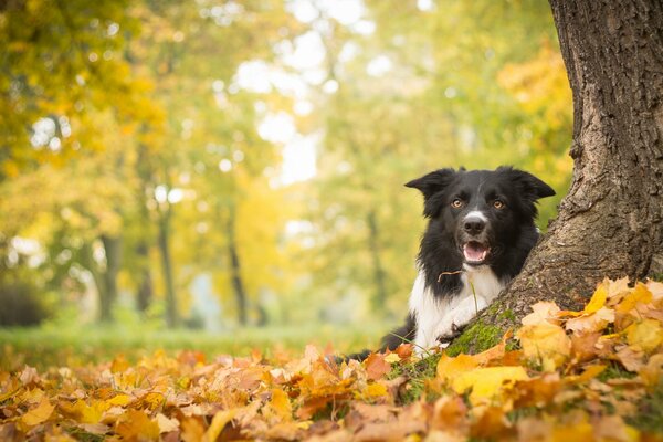 El perro descansa en el follaje de otoño junto al árbol