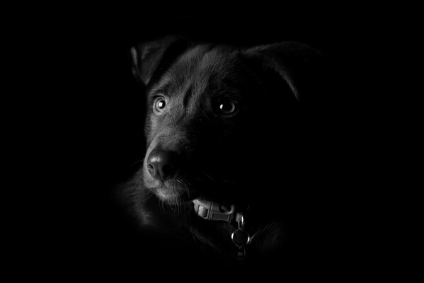 Schwarzer Hund mit traurigem Blick auf schwarzem Hintergrund