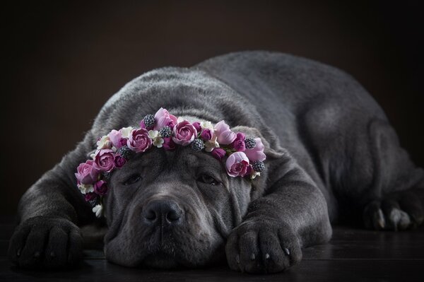 Pies Cane Corso w wieńcu kwiatowym