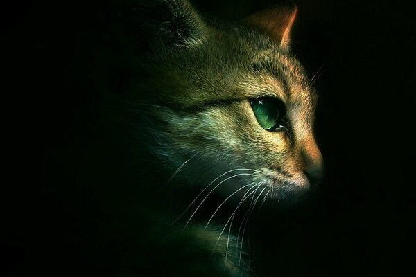 Кошка с зелёными глазами, изображение профиль, стиль минимализм
