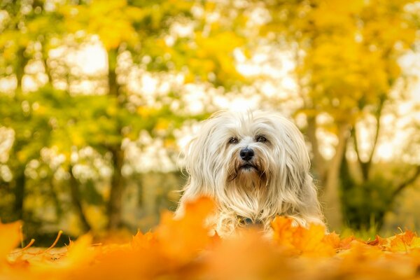 Chien dans les feuilles d automne