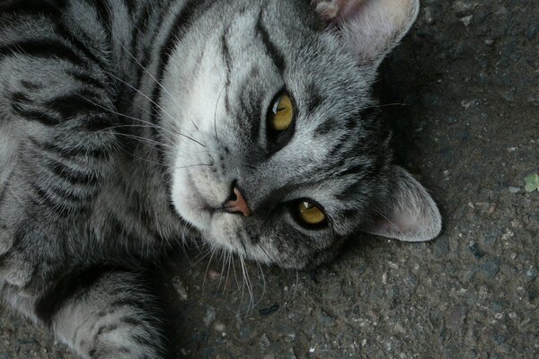 Chat gris couché sur le sol