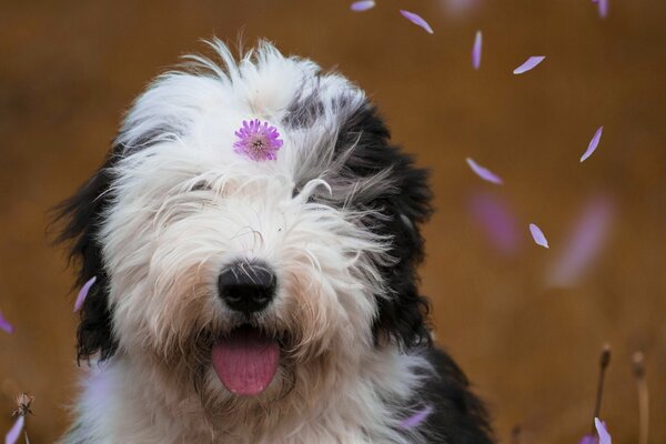 Muso di cane con fiore e petali