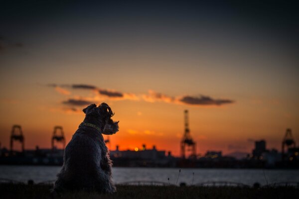 El perro Terrier Mira la puesta de sol más allá del horizonte