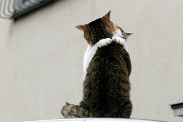 Deux chats câlins