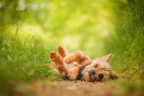 York der Hund sieht süß aus