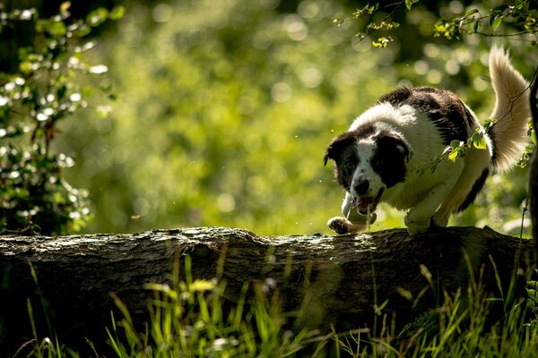 Chien sur une bûche joyeuse