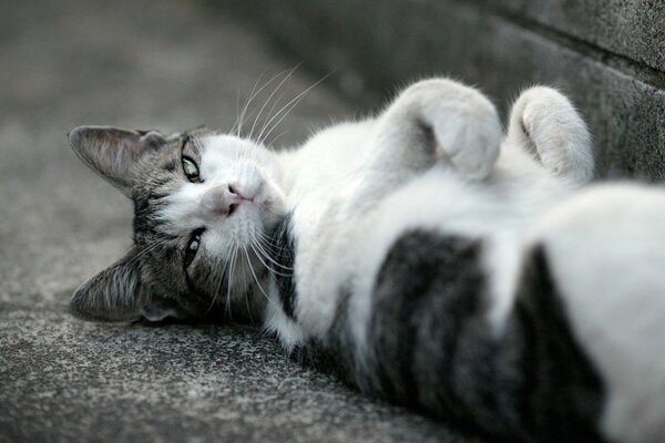 Die Katze liegt mit einer zufriedenen Schnauze auf dem Asphalt