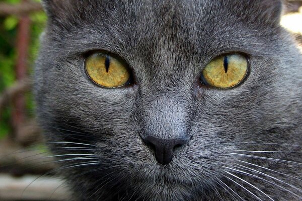 Mirada de gato gris con nariz negra