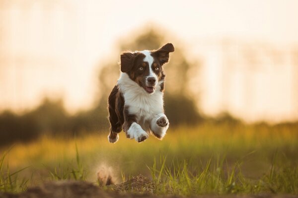 Australian Shepherd dog running wallpaper