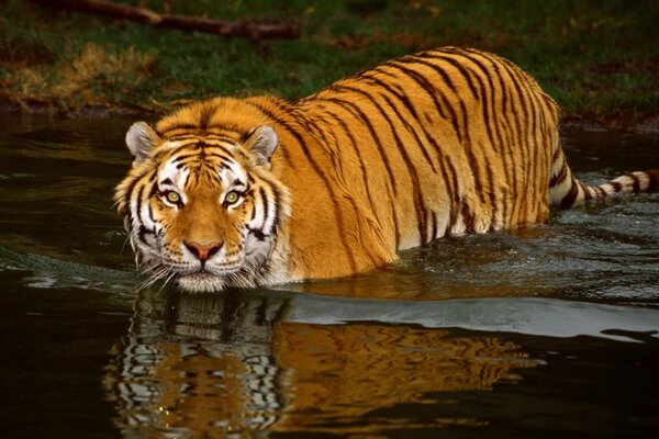 Un grand tigre entre dans l eau