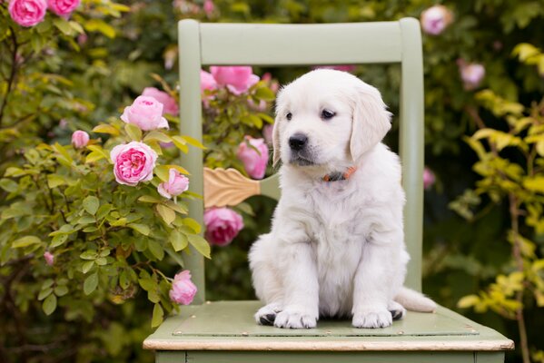 Welpe. Rosen. Hund auf einem Stuhl