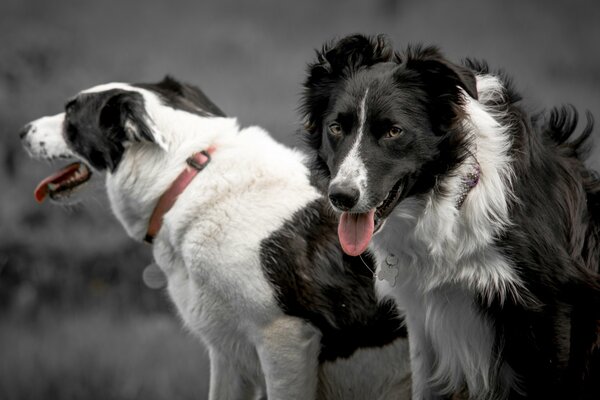 Dogs in collars stuck out their tongues