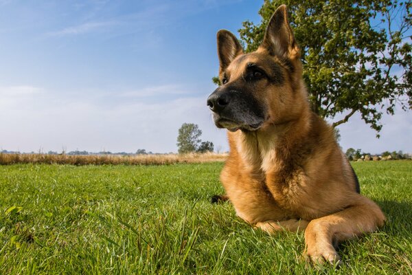 Berger allemand se trouve dans la Prairie