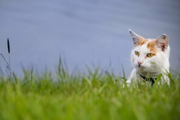 Gato sentado en la hierba verde