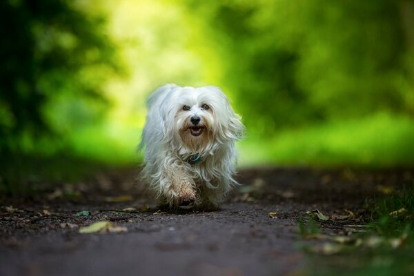 Un cane cammina da solo nella foresta. Cane gentile