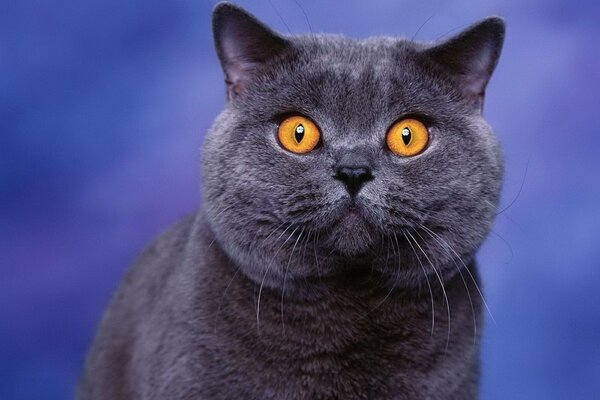 Терракотовые глаза кошки британской породы