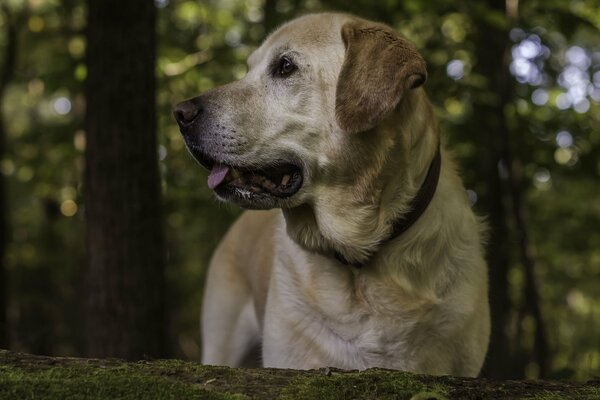 The smart look of the dog where waiting for someone