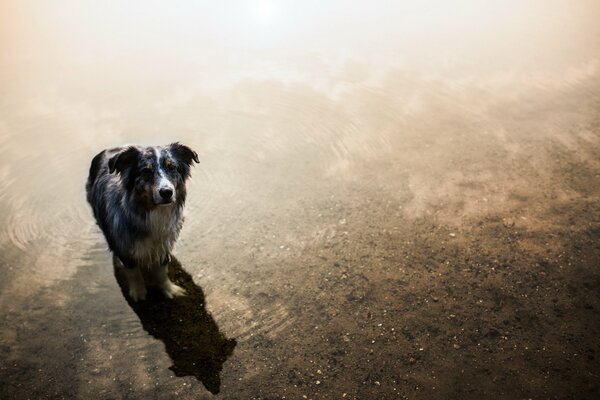 The look of a faithful friend on a walk