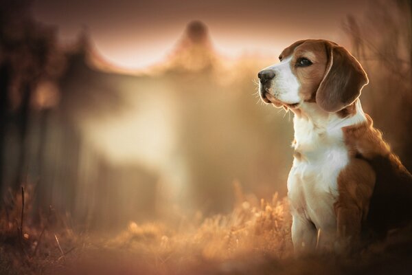 Ritratto di cane carino al tramonto