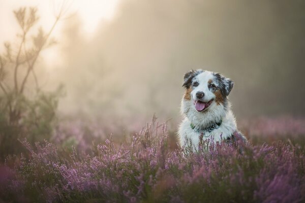 Cane da pastore australiano felice seduto nell Erica