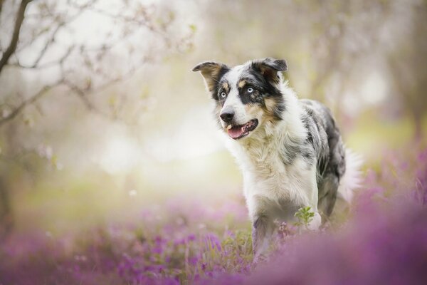 Un perro contra un fondo de flores de lavanda