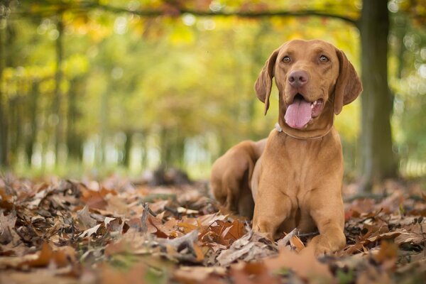 Autumn photo of the Hungarian vyzhla